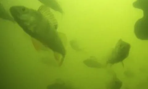Hàng triệu người trên thế giới đang háo hức theo dõi đàn cá bơi qua bơi lại ở Hà Lan: Lý do rất thú vị và quan trọng