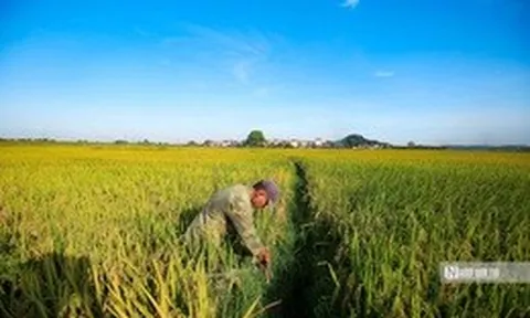 Bộ Công Thương ra chỉ thị thúc đẩy xuất khẩu gạo, ứng phó biến động thị trường