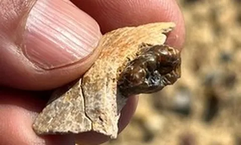 Sinh vật lạ ở Ai Cập vừa làm thay đổi lịch sử loài người