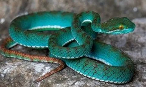 Lộ diện một loạt sinh vật chưa từng biết từ hang động Campuchia