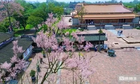 Lý do "vương giả chi hoa" được trồng trong Hoàng thành Huế