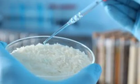 Siêu vật liệu từ gạo hứa hẹn cách mạng hóa công nghệ robot