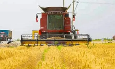 Trung Quốc khiến thế giới sửng sốt: Trồng lúa mì ở vùng đất ‘chết’ với sản lượng 4,5 tấn/ha, 90% cây sống 'ngon ơ' sau bão cát, từ 30 người làm nay chỉ cần 4