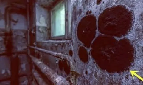 Một sinh vật đột biến đã được phát hiện ở Chernobyl, sở hữu những khả năng đặc biệt, bao gồm khả năng ăn bức xạ hạt nhân