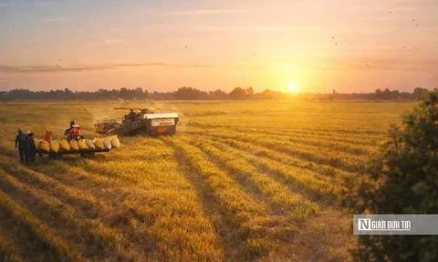 Chiêm ngưỡng sắc vàng trải dài bất tận tại Đồng Tháp Mười