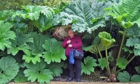 Điều gì ở vùng đất giữa nước Nga khiến cây cối bỗng hóa "khổng lồ"? Khoa học đang lần ra đáp án