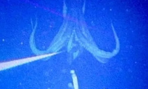 Ngư dân gây chấn động khi bắt gặp sinh vật hiếm khổng lồ vừa "tái xuất": Lần thứ 3 trong lịch sử nhân loại ghi lại được hình ảnh quý giá này