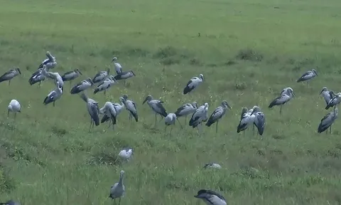 Loài chim quý trong Sách Đỏ bất ngờ tụ đàn hàng trăm con ở Hà Tĩnh