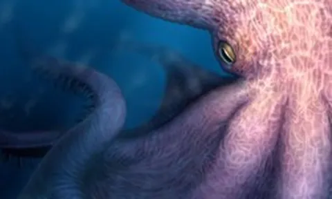 Bạch tuộc quái vật dài 19 m lộ diện ở Nhật Bản