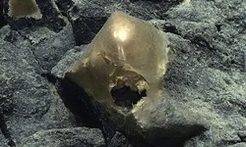 DNA “trứng vàng ngoài hành tinh” ở Thái Bình Dương hé lộ sự thật