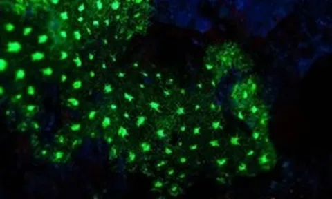 Sâu 385 mét trong một hang động ở đáy biển Nhật Bản, một chớp sáng xanh bí ẩn đã hé lộ điều "chưa từng biết trước đây"