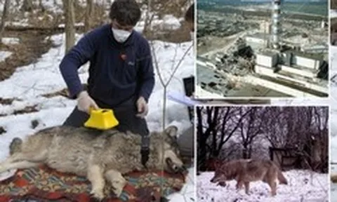 Bầy sói sống giữa vùng đất chết Chernobyl đang tiến hóa kỳ lạ, các nhà khoa học phát hiện điều đáng kinh ngạc