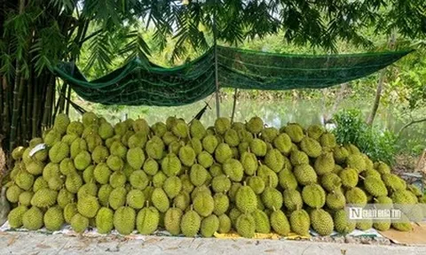 Sầu riêng biến động khó lường, nhà vườn “đứng ngồi không yên”