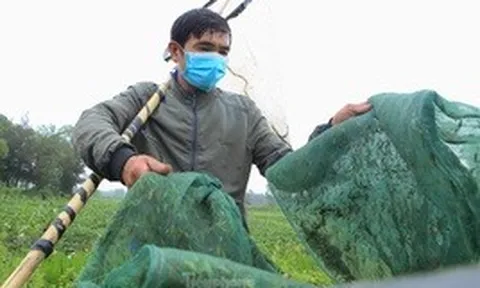 Vượt gần 100km đi săn cào cào, người dân kiếm tiền triệu mỗi ngày