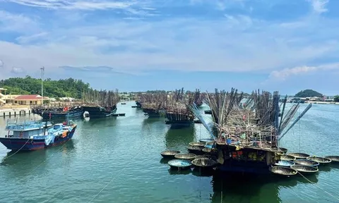 Giá mực xà cao chưa từng có, nhiều tàu cá Quảng Ngãi thu bạc tỷ sau chuyến biển