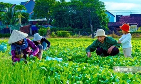 Về Thuận Nghĩa để nghe chuyện trồng rau trở thành chuyện du lịch