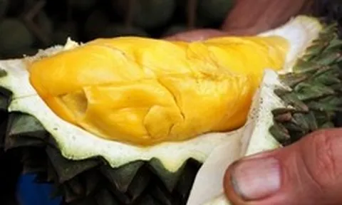 Trái sầu riêng được trả giá gần 1 tỷ đồng có gì đặc biệt: Có nơi tốn hơn 50 triệu đồng chỉ để tưới nước