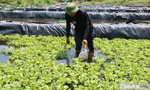Bỏ việc lương hàng nghìn USD ở nước ngoài, anh nông dân lên khe núi nuôi con "một vốn bốn lời"