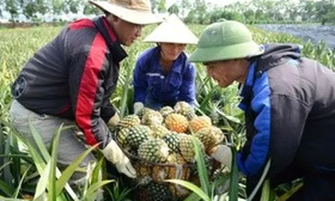 Cây "làm giàu" ở xứ Thanh rớt giá, nông dân chật vật giữa vụ thu hoạch