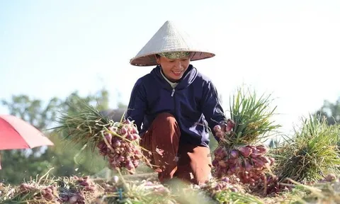 Nông dân Quảng Ngãi thu lãi lớn nhờ hành tím được mùa, được giá