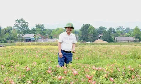 "Dược liệu quý” bén rễ trên đất cằn, nông dân Hà Tĩnh thu 20 triệu đồng/sào