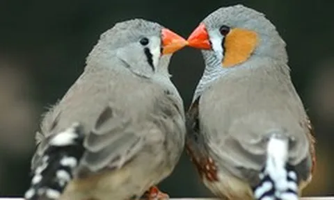 AI đã giải mã được tiếng chim, ngày con người nói chuyện được với động vật sắp đến gần?