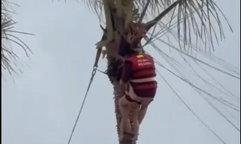 Thót tim 2 mẹ con bị gió cuốn, treo lơ lửng trên ngọn dừa khi chơi dù bay