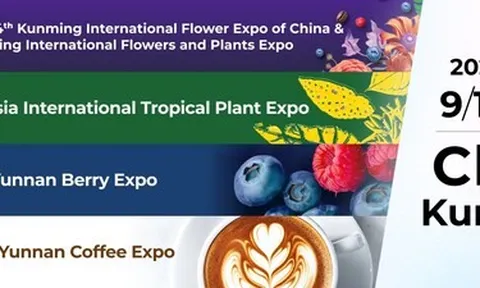 Xuất khẩu hoa của Vân Nam duy trì đà tăng trưởng mạnh mẽ trước thềm IFEX Kunming 2026
