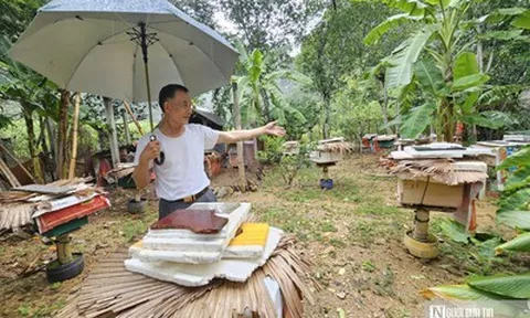 Bí quyết nuôi ong mật ở vùng đệm VQG Phong Nha – Kẻ Bàng cho thu nhập hàng tỷ đồng mỗi năm