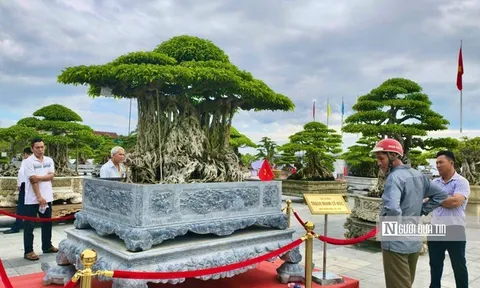 Trriển lãm cây cảnh ở Quảng Ngãi hút khách, một gốc "Thạch nham cổ mộc" được định giá 6,5 tỷ đồng