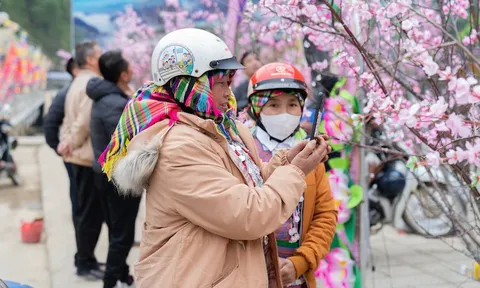Hoa Tớ dày – sản phẩm du lịch độc đáo của Mù Cang Chải